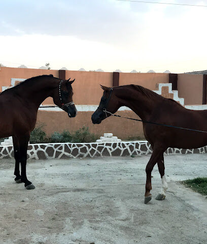 مربط با زهير للخيل العربية - Taif - +966 54 866 6774