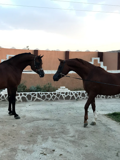 مربط با زهير للخيل العربية - Taif 26517