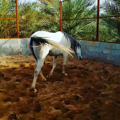 مربط نواصي الخيل - Al Madinah Al Munawwarah - +966 56 700 0766