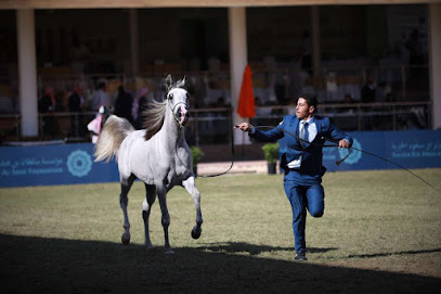 اسطبل الوتين للخيل العربية الأصيلة - Riyadh - +966 56 465 6745