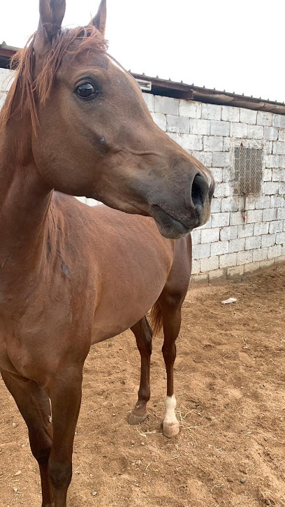 اصطبل العاديات للخيل العربيه الاصيله - Saudi Arabia|Tendaha 62631|9VGF+M75