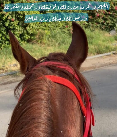 مربط البروج / Alburooj stud - Al Madinah Al Munawwarah - +966 50 280 9526