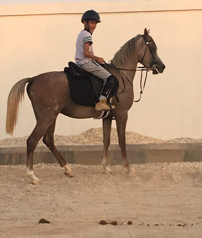 اسطبل ومربط الصلهام - Al Salham Equestrian Club - Riyadh - +966 50 528 2542