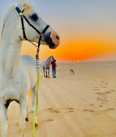 مربط النقاء للخيول العربية الاصيلة - Al Duwadimi - +966 59 914 4442