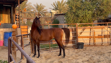 مربط عشتار للخيل العربية الأصيلة - Al Qatif - +966 54 800 7111