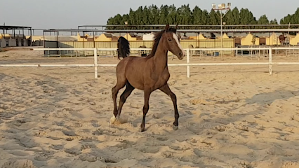 مربط الاوائل للفروسيه وتدريب ركوب الخيل - Safwa - +966 50 480 3010