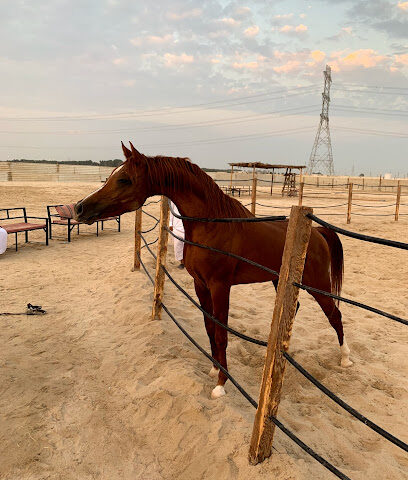 مربط فرسان الجبيرات - Safwa - +966 55 112 8089