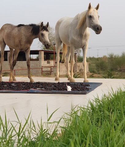 نادي واسطبل مربط الحازمية للخيل العربية - Damad -