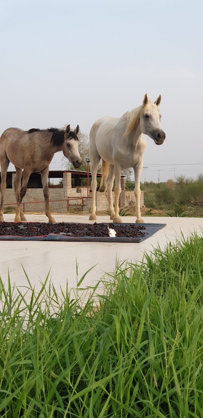 نادي واسطبل مربط الحازمية للخيل العربية - Saudi Arabia|Unnamed Road