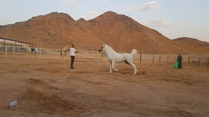 مربط الزيد للخيل العربية الأصيلة - Al Madinah Al Munawwarah - +966 50 630 0150