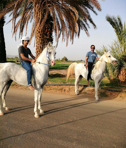 اسطبل الزهراء للخيول العربية - Najran - +966 56 713 1010