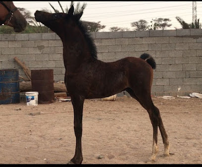 مربط الرهيف للخيل العربيه - Tabuk Province - +966 55 714 6219