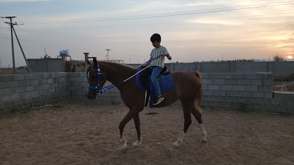 مربط و نادي انجم للخيل العربي - Jeddah - +966 50 668 6799