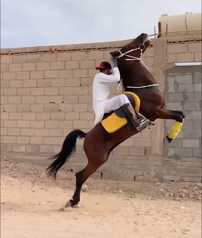 مربط شوق الاصايل - Hail -