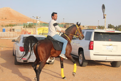 Southern Arabian Horse Stud - Riyadh - +966 50 322 5255