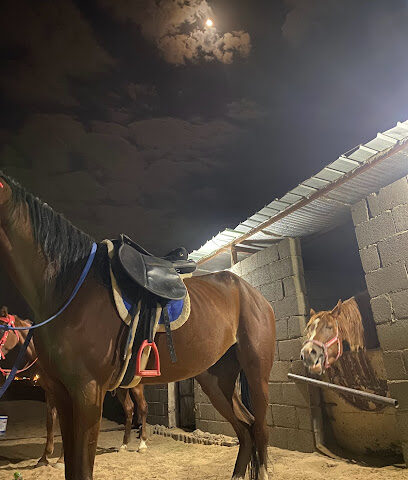 مربط البادريه للخيل العربية الاصيله - Baeyda'a Nathel - +966 53 676 1408