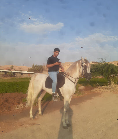 Stud sitting for Arabian Horses - Riyadh - +966 54 319 7444