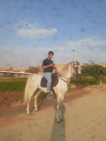 Stud sitting for Arabian Horses - Saudi Arabia|Riyadh 19698|Dirab|CJ42+G5J