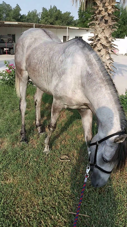 ALAGIL Equestrian Club - Saudi Arabia|Al Jubail 35812|4G2V+P2R
