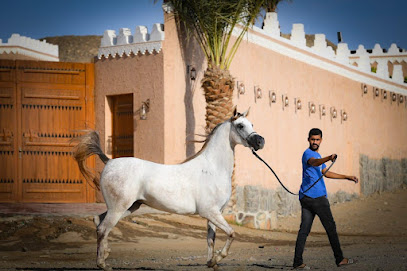 مربط القين لخيل الجزيرة العربية Algain’s stable - Al Madinah Al Munawwarah - +966 50 530 5787