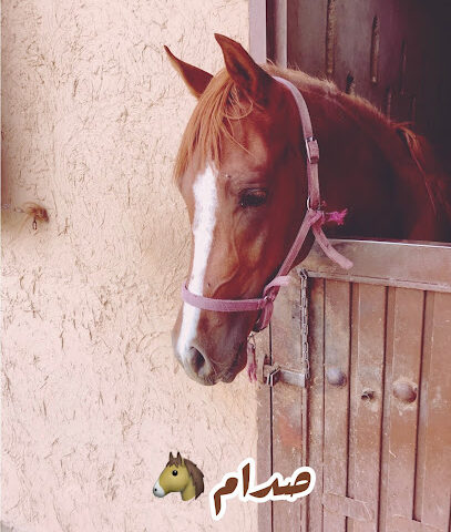 مربط ال ناجي - Khamis Mushait -