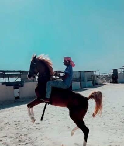 مربط و اسطبلات فيصل البراق - Safwa - +966 55 596 4511