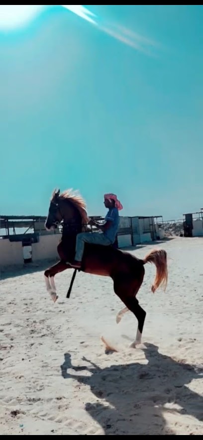 مربط و اسطبلات فيصل البراق - Saudi Arabia|Safwa 32685|An Nahdah|GWV3+99