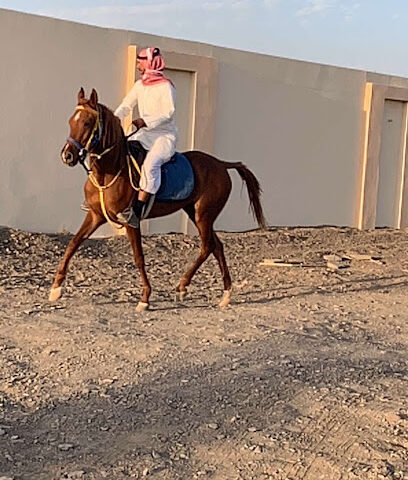 مربط البديعة - Al Madinah Al Munawwarah - +966 53 363 6326