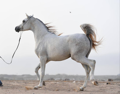 اسطبل الخيل العربية الاصيلة - Al Madinah Al Munawwarah -