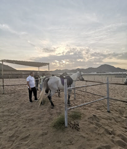 مربط النسيم للخيل العربية الأصيلة - Mecca - +966 57 057 4843