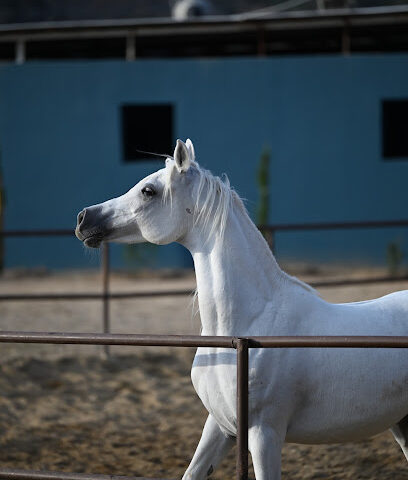 مربط أعرب للخيل العربية الأصيلة - Taif - +966 53 890 9015