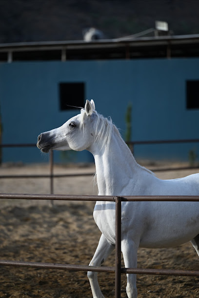 مربط أعرب للخيل العربية الأصيلة - Saudi Arabia|Taif 26724|C1|الضحياء