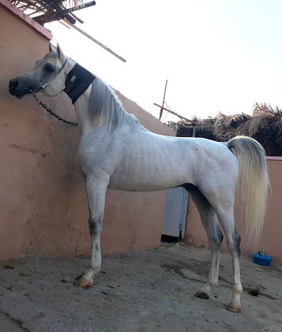 Stud Bassam Arabian Horses - Al Madinah Al Munawwarah - +966 59 101 5767