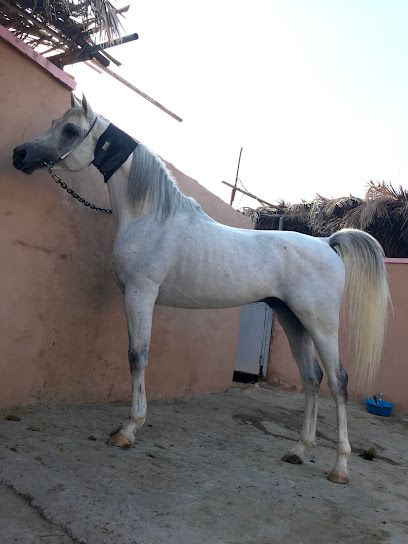 Stud Bassam Arabian Horses - Saudi Arabia|Al Madinah Al Munawwarah 42711|Unnamed Road|HHX9+9HF