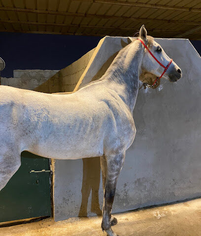 مربط الريم - Jeddah - +966 54 300 6737