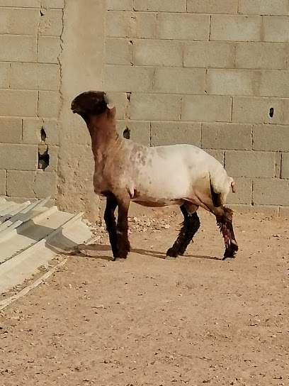 بیع غنم - Saudi Arabia|Hafar Al Batin 39918|Ar Rabi|92RW+XPM