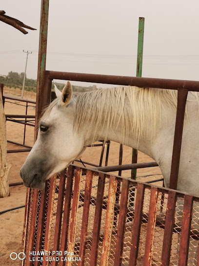 اسطبل المزن - Saudi Arabia|Buraydah 52515