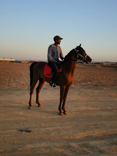 اسطبل خيبر - Saudi Arabia|Tabuk 47724
