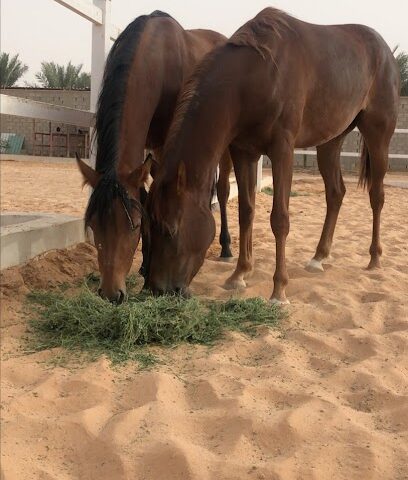 أسطبل القصواء للخيل - الرياض - +966 56 123 4440