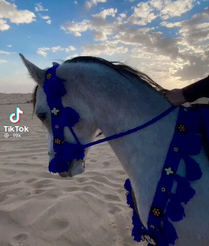 اسطبل فرسان حفر الباطن - Hafar Al Batin - +966 55 558 4250