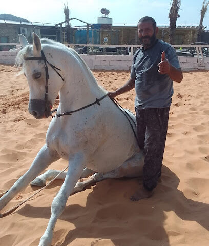 مربط السامي للخيول العربية الأصيلة - Taif - +966 50 260 7305