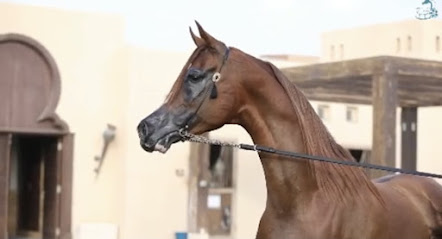 إسطبل الناصرية ابن عوير - Bisha -