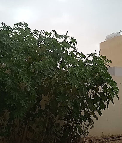 Housing Complex - Hafar Al Batin - +966 54 754 8751