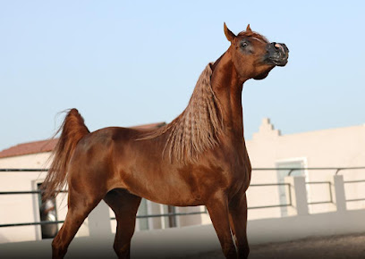 مزرعه الشياهين - Safwa - +966 55 281 8887