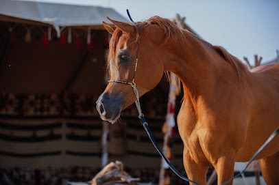 Asayel Najd Stable - Riyadh - +966 53 738 5555