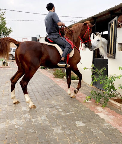 اسطبل شاهين - Buraydah - +966 54 284 4411