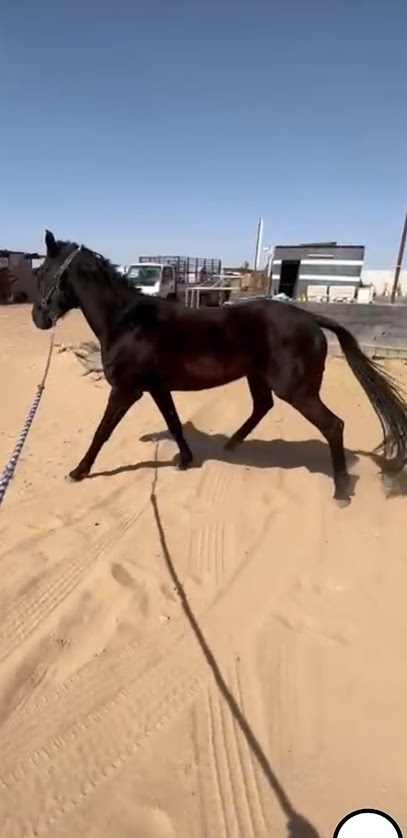 مربط العواد للخيول العربية - Saudi Arabia|شرق طريق 100