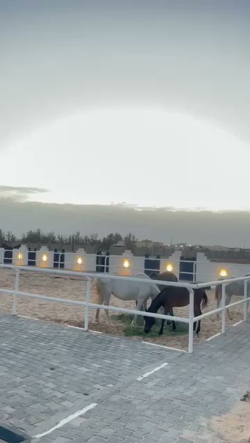 مربط النايف للخيل العربية الأصيلة - Saudi Arabia|Feyadh Tabrjal 74785|H46P+2G