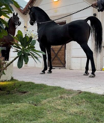 مربط نواصي الجياد - Taif - +966 55 581 7516