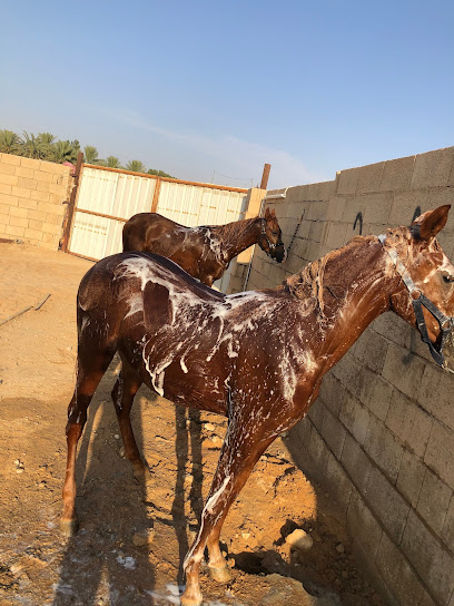 مربط اصل الخيل للخيل العربية - Saudi Arabia|Buraydah 52235|شارع العريفية